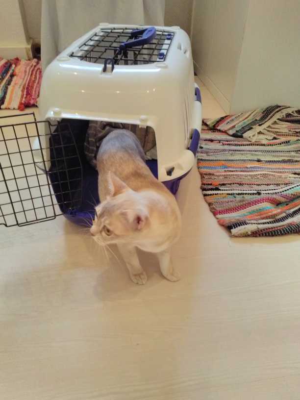 28.10.17 Flitterwochen