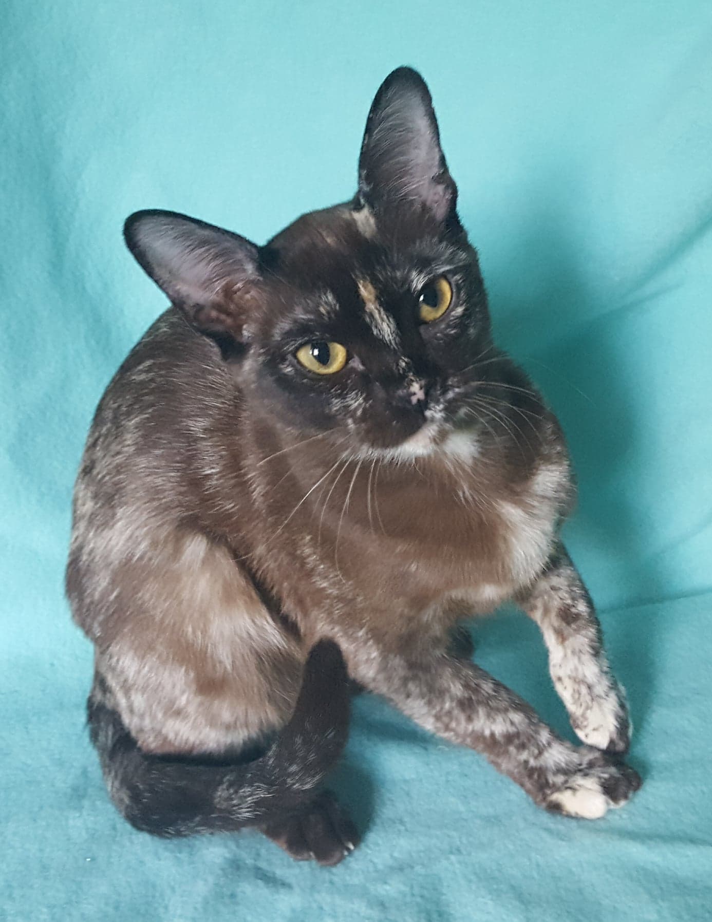 67740382_340162440261259_8824004069044518912_n