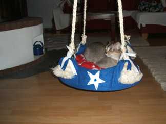 Alana mit Katzenschaukel