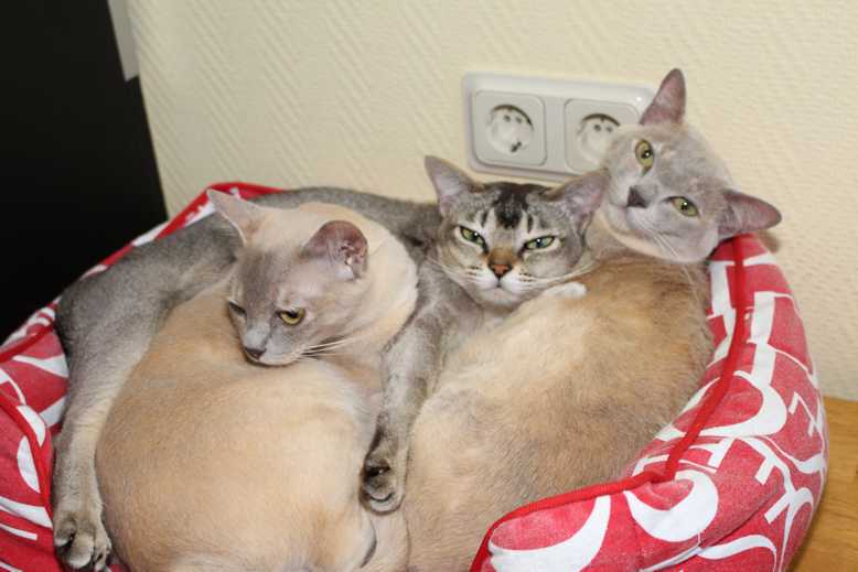 Alana un Freundinen 3.2.16 FB