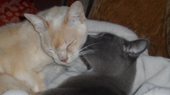 Bubu und Athos 2.10.13 a