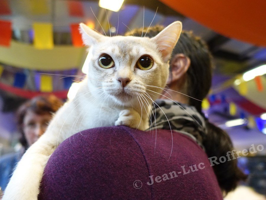 DSC02414 (ERFTSTADT_18-03-2017)