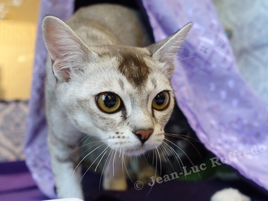 DSC02886 (KERPEN_17jun2018)