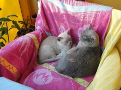 Diamond und Adina neu 1