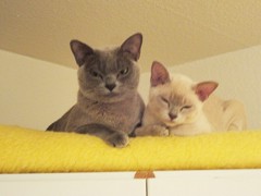 Diamond und Adina neu 2