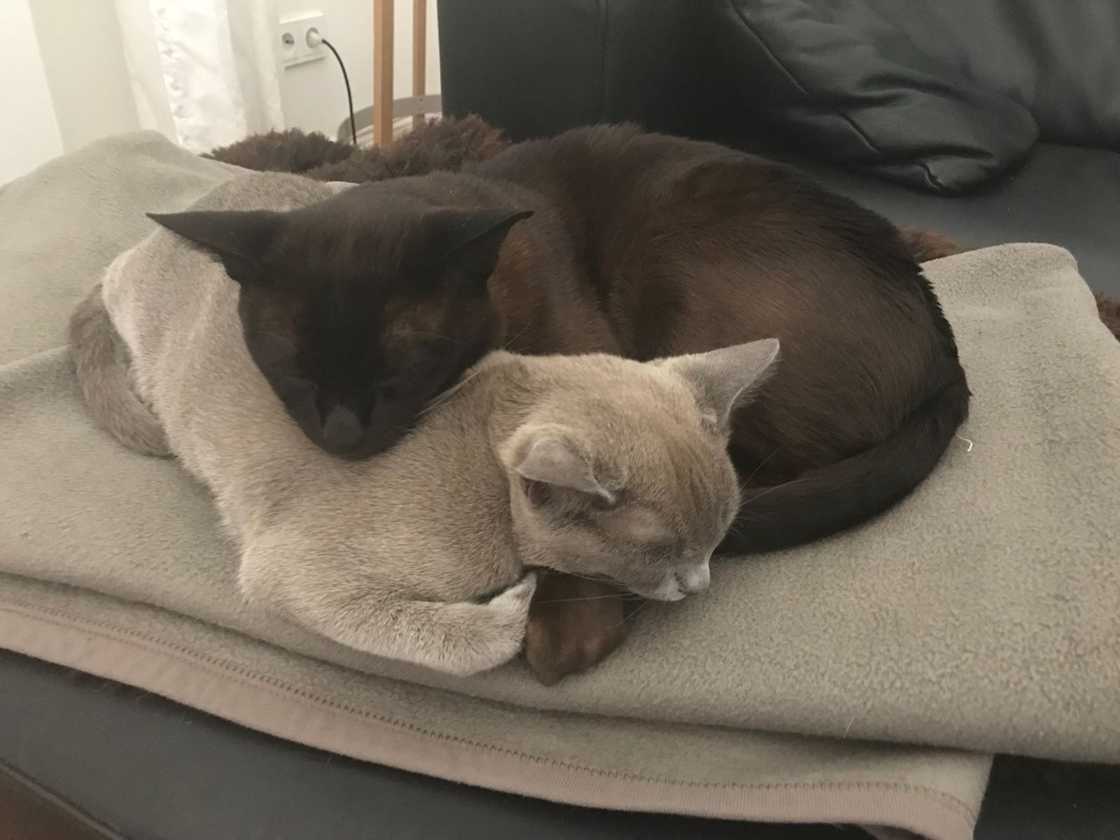 Elodie und Whisky 22.7.18 fb