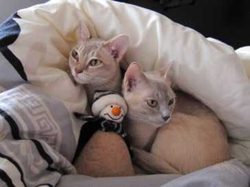 Kleo u Alisha Dezember 14