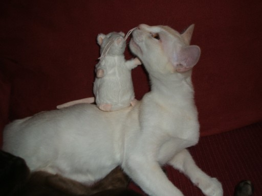 Odin und die Stoffmaus