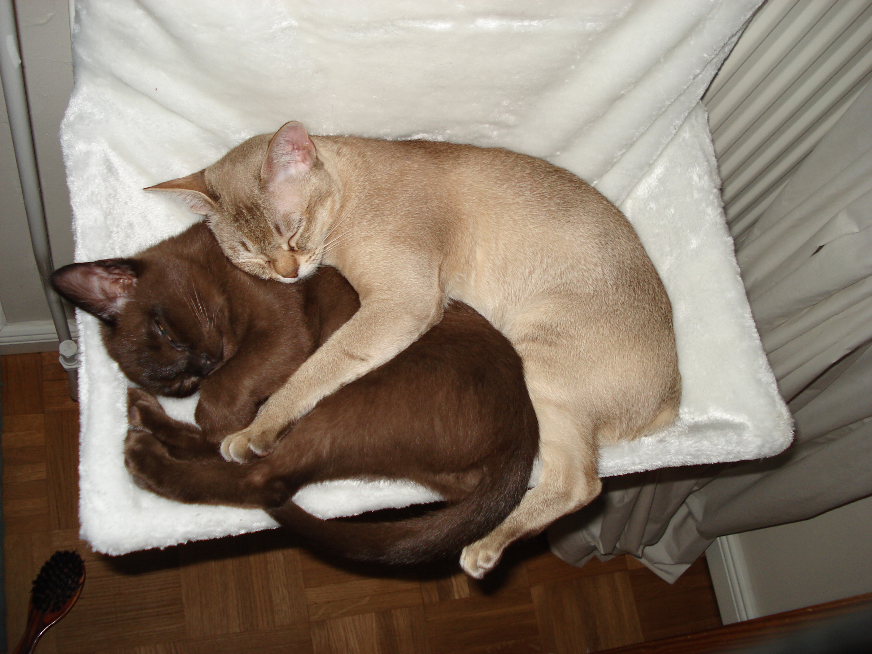 USA+LPA+Katzen2012001