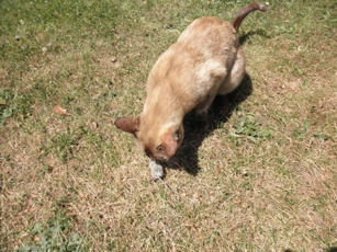 Walkre 15.6.14 im Garten