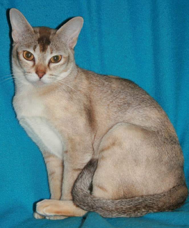 chocolate tortie ticked tabby